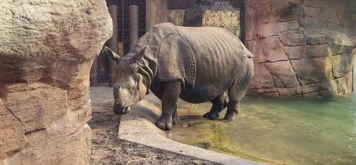 Berlin Zoo: Enclosure for armoured rhinoceri.